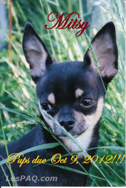 Chiots Chihuahua / Pups Due Oct 9, 2012